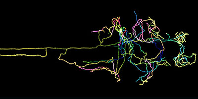 BBS_research_zebrafish_Chang_Isacoff