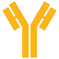IMM Antibody Logo